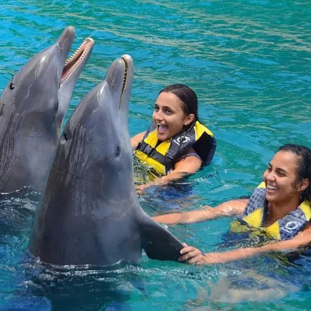 ¡Daypass familiar nadando con los delfines de Ocean World | Puerto Plata! Paga RD$9,747 en vez de RD$11,300 por un pasadía de nado con delfines para 2 adultos y un niño de 6 a 12 años solo en Ocean World | Puerto Plata. ¡No esperes más y reserva ahora!